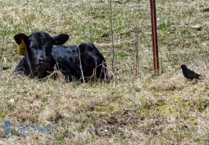 New Spring Calf