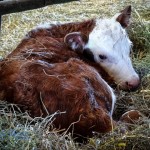 First Calf