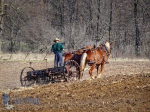 Planting with Horse Power