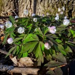 Wood Anemone