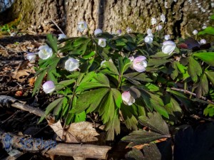 Wood Anemone