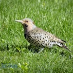 Northern Flicker Looking for Insects