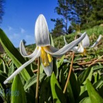 White Trout Lily on May Day