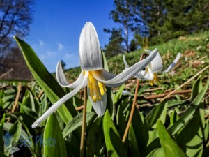 White Trout Lily on May Day