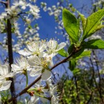 Blossoms in the Air