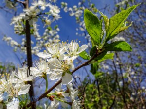 Blossoms in the Air