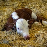 A Miracle Calf