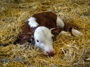 A Miracle Calf