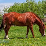 Grazing on New Spring Grass