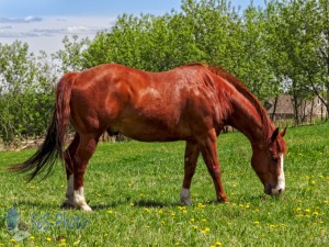 Grazing on New Spring Grass