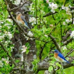 Bluebirds Amidst the Blossoms