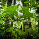 Finding the Nodding Trillium