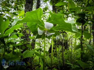 Finding the Nodding Trillium