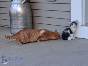 Cat Meeting Cat