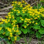 Marsh-marigolds in the Ditch