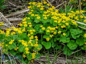 Marsh-marigolds in the Ditch