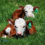 Calves Enjoying Sunshine