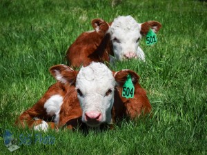 Calves Enjoying Sunshine