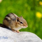 A Waiting Chipmunk