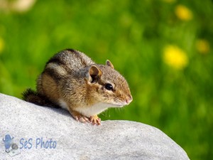 A Waiting Chipmunk