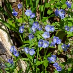 Spreading Jacob's Ladder