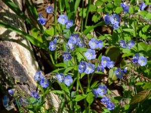 Spreading Jacob's Ladder