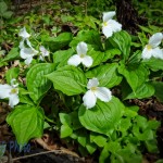 Great White Trillium or Trinity Flower