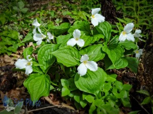 Great White Trillium or Trinity Flower