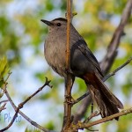 Cat Sounding Bird