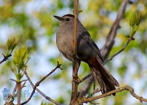 Cat Sounding Bird