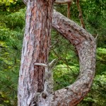 Interesting Tree Limb