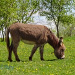 Furry Donkey