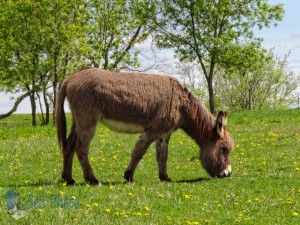 Furry Donkey