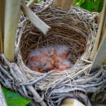 Red-winged Blackbird Babies