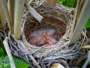 Red-winged Blackbird Babies