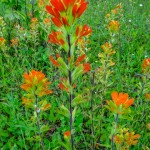 Scarlet Indian Paintbrush