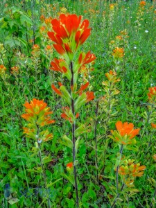 Scarlet Indian Paintbrush