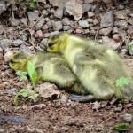 Baby Ducks Trying Not To Be Seen