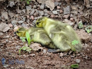 Baby Ducks Trying Not To Be Seen