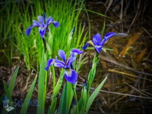 Northern Blue Flag