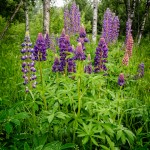 Lovely Lupines