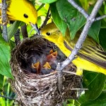 Yellow Warblers Feeding Their Young