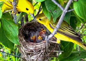 Yellow Warblers Feeding Their Young