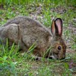 Rabbit Enjoying Some Greens