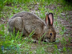 Rabbit Enjoying Some Greens