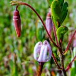 Cranberry Blossom