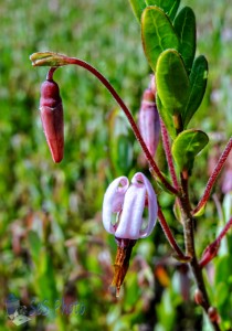 Cranberry Blossom