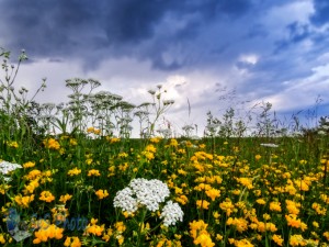 Sunday Summer Storm