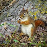 Red Squirrel Eating Seeds