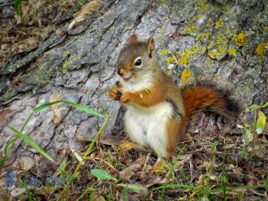 Red Squirrel Eating Seeds